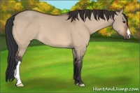 Horse Color:Bay Dun 