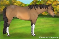 Horse Color:Buckskin 