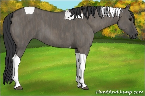 Horse Color: Grullo Roan Tobiano  Brindle