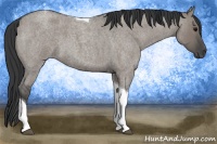 Horse Color:Grullo Roan Tobiano 