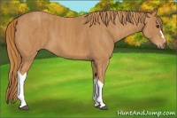 Horse Color:Chestnut  Brindle