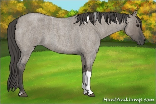 Horse Color: Grullo Roan Tobiano  Brindle