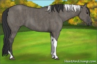 Horse Color:Grullo Roan Tobiano  Brindle