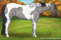 Horse Color:Grullo Roan Tobiano 