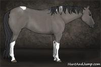 Horse Color:Grullo Roan Tobiano 