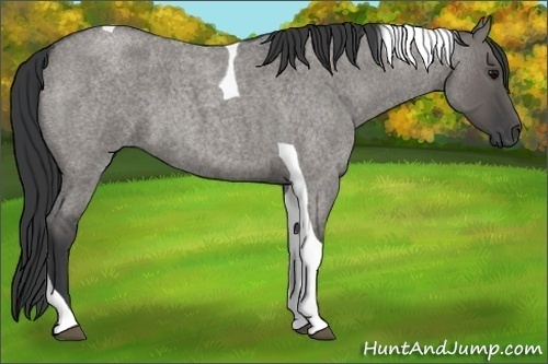 Horse Color: Grullo Roan Tobiano 