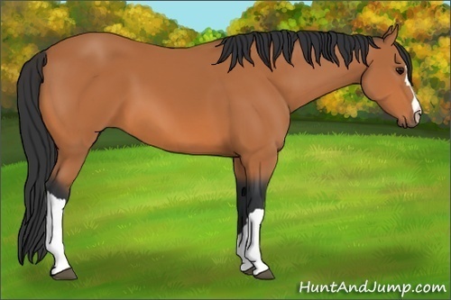 Horse Color: Bay 