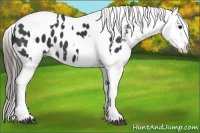 Horse Color:Black Tobiano Appaloosa