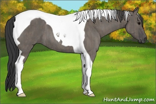 Horse Color: Grullo Roan Tobiano  Brindle