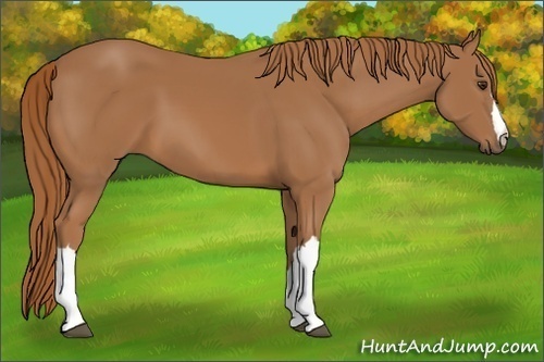 Horse Color: Chestnut 