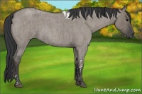Horse Color:Grullo Roan Tobiano  Brindle