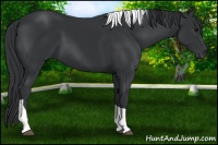 Horse Color:Black Tobiano 