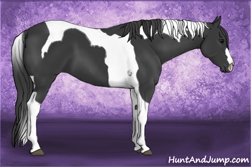 Horse Color: Black Tobiano 