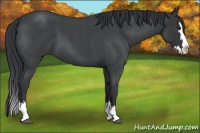 Horse Color:Blue Roan Splash 