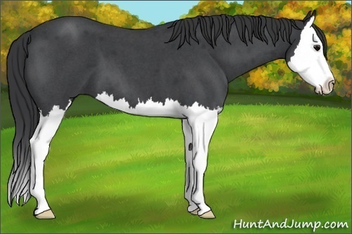 Horse Color: Blue Roan Splash 