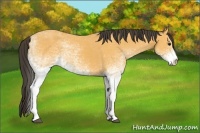 Horse Color:White Spotted Buckskin 