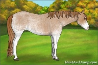 Horse Color:White Spotted Red Roan 