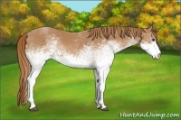 Horse Color:White Spotted Chestnut 