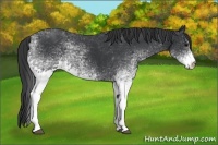 Horse Color:White Spotted Black 