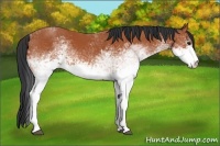 Horse Color:White Spotted Bay 
