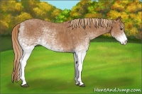 Horse Color:White Spotted Chestnut  Brindle
