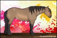 Horse Color:Bay Dun