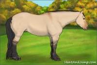 Horse Color:Bay Dun