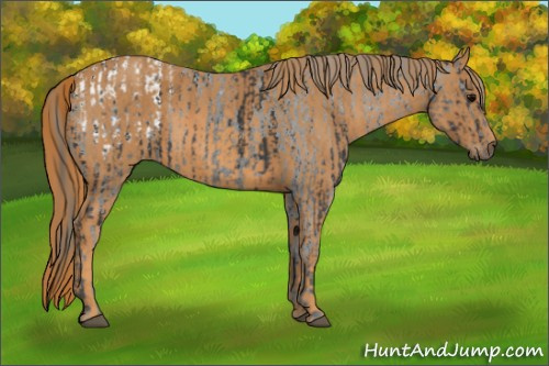 Horse Color: Black Blanket  Brindle