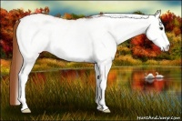 Horse Color:White Spotted Red Dun  Brindle