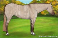 Horse Color:Liver Red Dun Roan  Brindle