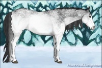Horse Color:White Spotted Black 