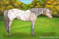 Horse Color:Bay Appaloosa  Brindle