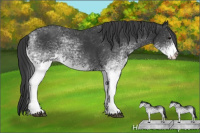 Horse Color:White Spotted Black 
