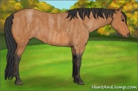 Horse Color:Bay Roan  Brindle