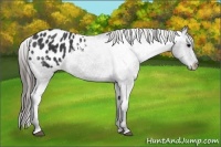 Horse Color:Black Appaloosa  Brindle