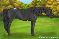 Horse Color:Black Tobiano  Brindle