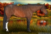 Horse Color:Bay  Brindle