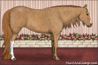 Horse Color:Chestnut Brindle