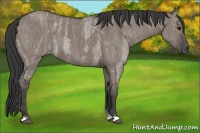 Horse Color:Grullo Roan Tobiano  Brindle
