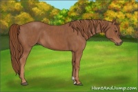 Horse Color:Chestnut  Brindle
