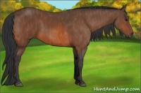 Horse Color:Bay  Brindle