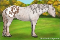 Horse Color:Chestnut Appaloosa 