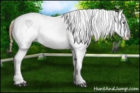 Horse Color:Bay Roan Appaloosa  Brindle