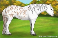 Horse Color:Bay Roan Appaloosa 