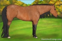 Horse Color:Bay  Brindle