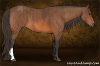 Horse Color:Bay  Brindle