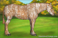 Horse Color:Bay Appaloosa Brindle