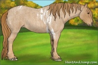 Horse Color:Red Roan Tobiano Brindle
