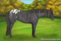 Horse Color:Blue Roan Appaloosa  Brindle