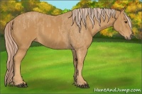 Horse Color:Palomino Tobiano  Brindle